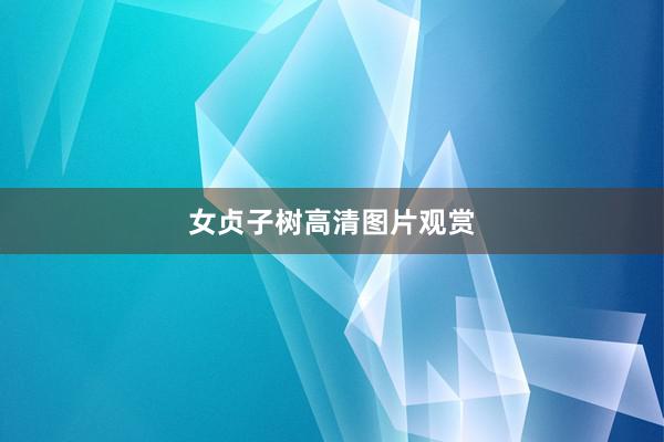 女贞子树高清图片观赏